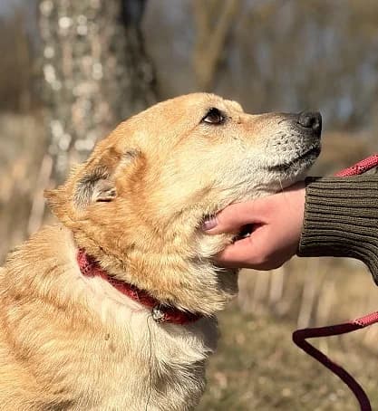 Unknown, Mixed Breed (Hundehilfe Polen)