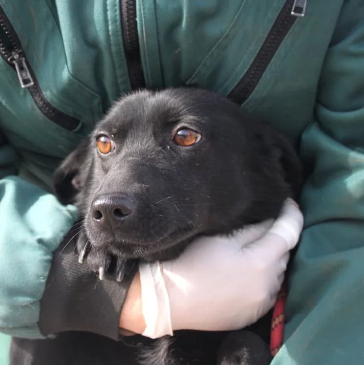 Unknown, Mixed Breed (Hundehilfe Polen)