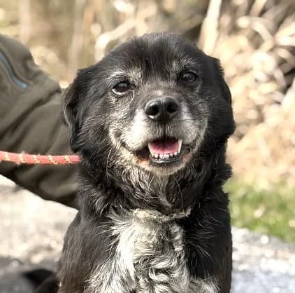 Unknown, Mixed Breed (Hundehilfe Polen)