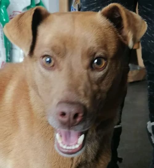 FOKS, Mixed Breed (Hundehilfe Polen)