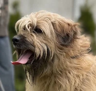 COCO, Mixed Breed (Hundehilfe Polen)