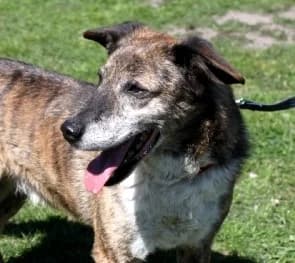 ELIOT, Mixed Breed (Hundehilfe Polen)