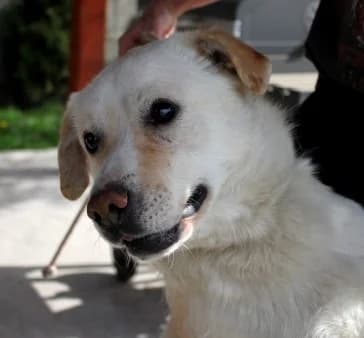 SONIC, Mixed Breed (Hundehilfe Polen)
