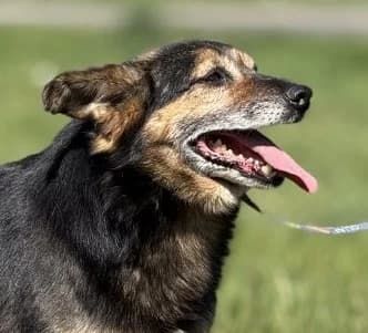 DZIDEK, Mixed Breed (Hundehilfe Polen)