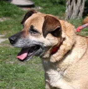 MIKSIU, Mixed Breed (Hundehilfe Polen)