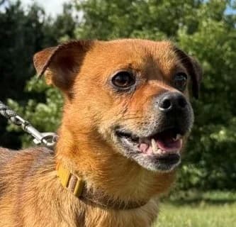 GUMIS, Mixed Breed (Hundehilfe Polen)