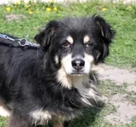 ALDIK, Mixed Breed (Hundehilfe Polen)