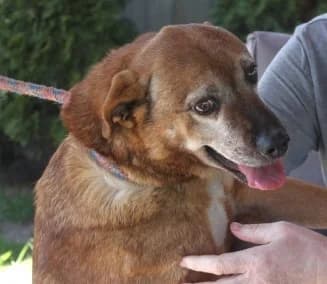 MIGDALEK, Mixed Breed (Hundehilfe Polen)