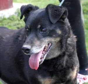DYZIO, Mixed Breed (Hundehilfe Polen)