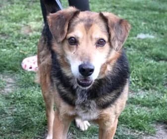 TOSCIK, Mixed Breed (Hundehilfe Polen)