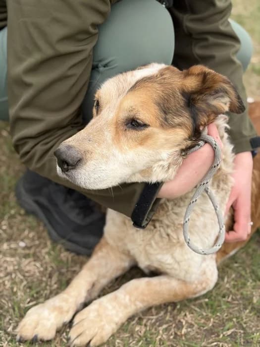 Unknown, Mixed Breed (Hundehilfe Polen)