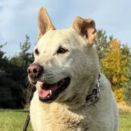 POLAR, Mixed Breed (Hundehilfe Polen)