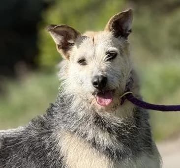 JACUS, Mixed Breed (Hundehilfe Polen)