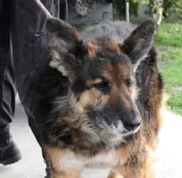 Unknown, Mixed Breed (Hundehilfe Polen)