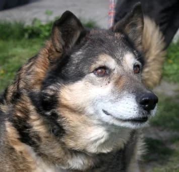 FRANKLIN, Mixed Breed (Hundehilfe Polen)