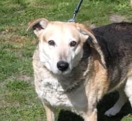 ERNI, Mixed Breed (Hundehilfe Polen)