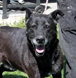 PUNIA, Mixed Breed (Hundehilfe Polen)