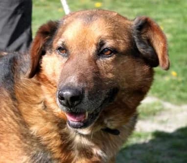 TOMI, Mixed Breed (Hundehilfe Polen)