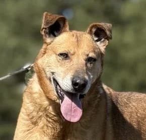 BORIS, Mixed Breed (Hundehilfe Polen)