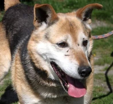 BOBIK, Mixed Breed (Hundehilfe Polen)