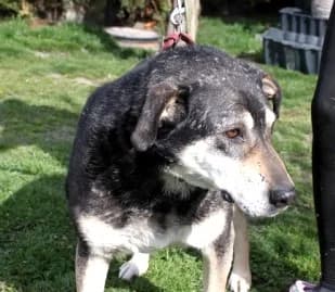 ENZO, Mixed Breed (Hundehilfe Polen)