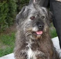 SIRIUS, Mixed Breed (Hundehilfe Polen)