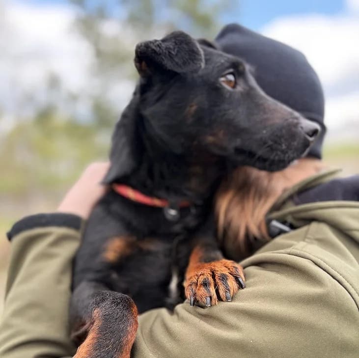 Unknown, Mixed Breed (Hundehilfe Polen)