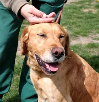 Unknown, Mixed Breed (Hundehilfe Polen)