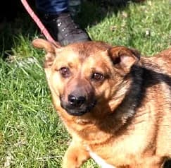 Unknown, Mixed Breed (Hundehilfe Polen)