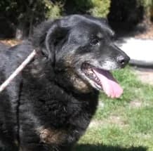 IWO, Mixed Breed (Hundehilfe Polen)