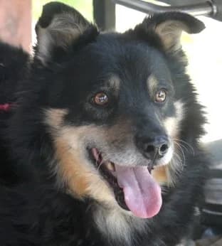 MITO, Mixed Breed (Hundehilfe Polen)