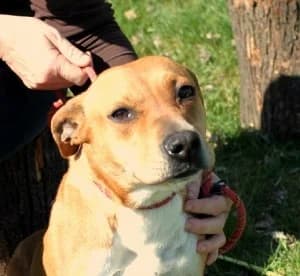 Unknown, Mixed Breed (Hundehilfe Polen)