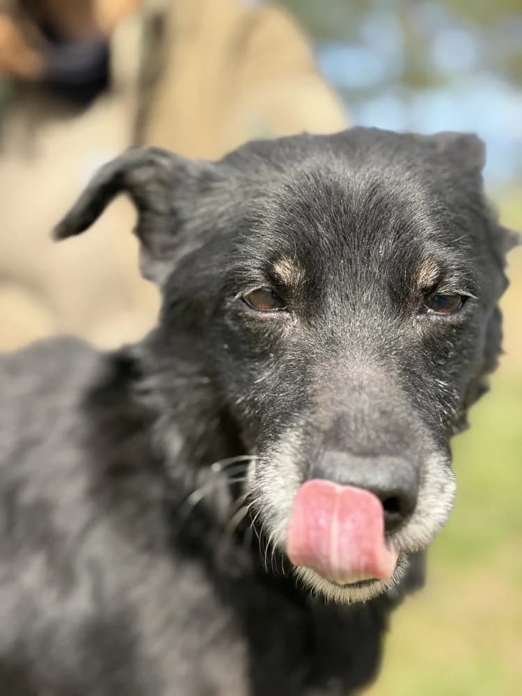 Unknown, Mixed Breed (Hundehilfe Polen)