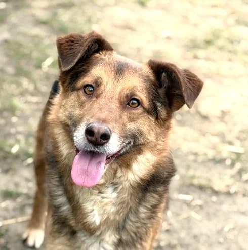 Unknown, Mixed Breed (Hundehilfe Polen)