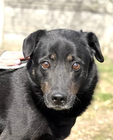 Unknown, Mixed Breed (Hundehilfe Polen)
