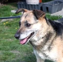 HUGO, Mixed Breed (Hundehilfe Polen)