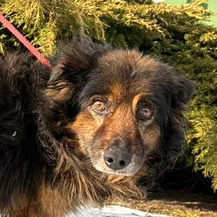 Unknown, Mixed Breed (Hundehilfe Polen)