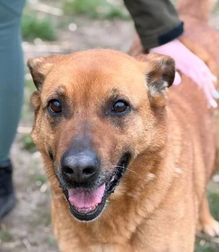 Unknown, Mixed Breed (Hundehilfe Polen)