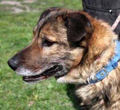 MOZI, Mixed Breed (Hundehilfe Polen)