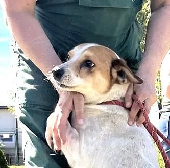 Unknown, Mixed Breed (Hundehilfe Polen)