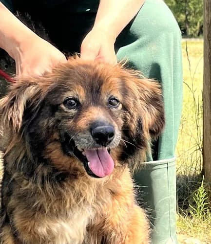 Unknown, Mixed Breed (Hundehilfe Polen)