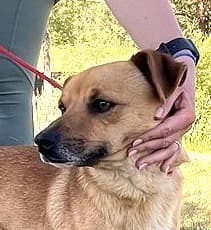 Unknown, male puppy Mixed Breed for adoption at Hundehilfe Polen, Dierkshausen