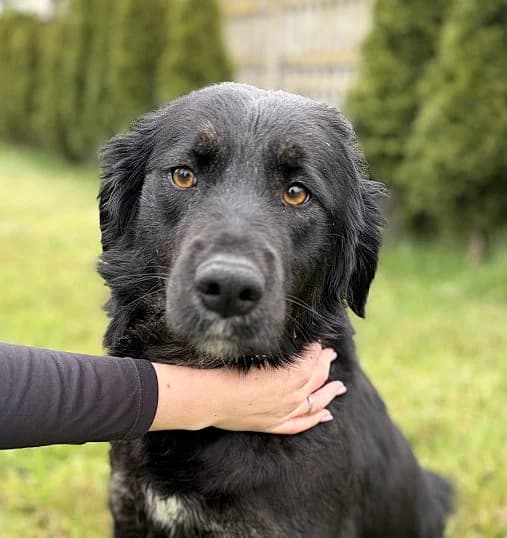 Unknown, Mixed Breed (Hundehilfe Polen)