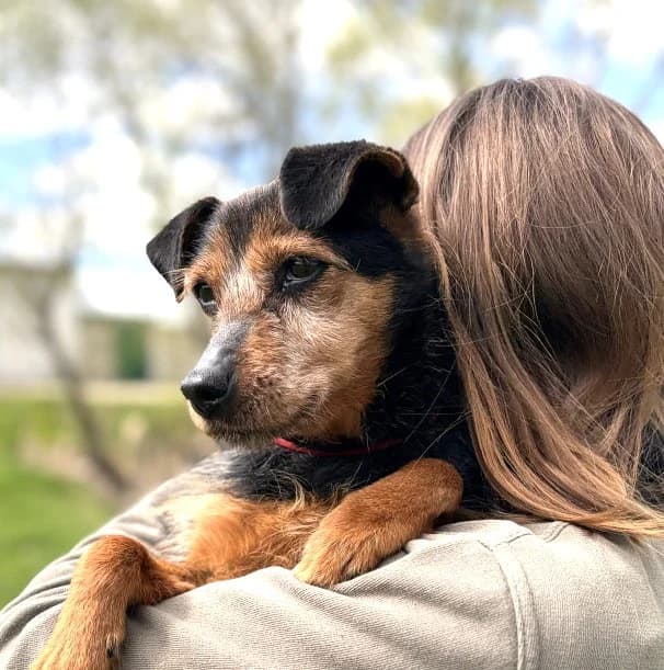 Unknown, Mixed Breed (Hundehilfe Polen)