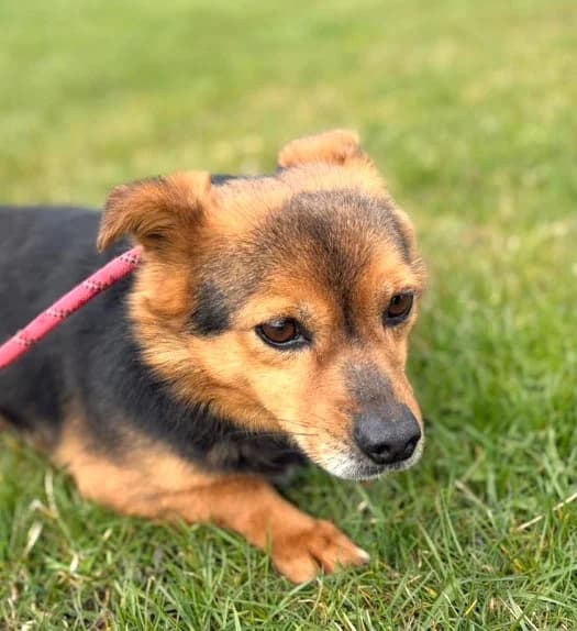 Unknown, male young Mixed Breed for adoption at Hundehilfe Polen, Dierkshausen