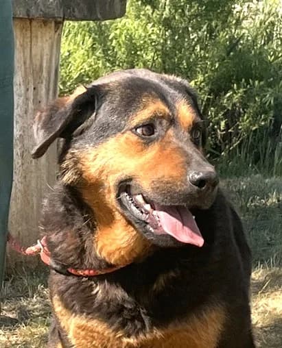 Unknown, male 4yo Mixed Breed for adoption at Hundehilfe Polen, Dierkshausen