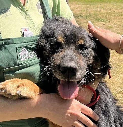 Unknown, male young Mixed Breed for adoption at Hundehilfe Polen, Dierkshausen