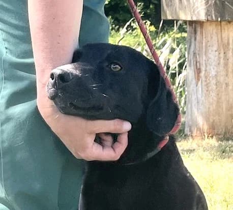 Unknown, male puppy Mixed Breed for adoption at Hundehilfe Polen, Dierkshausen