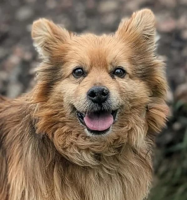 MORUSEK, Mixed Breed (Hundehilfe Polen)
