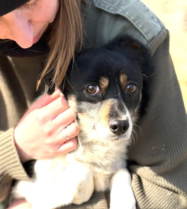 Unknown, female puppy Mixed Breed for adoption at Hundehilfe Polen, Dierkshausen